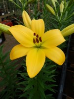 [5045 Serrada SES No01.JPG]